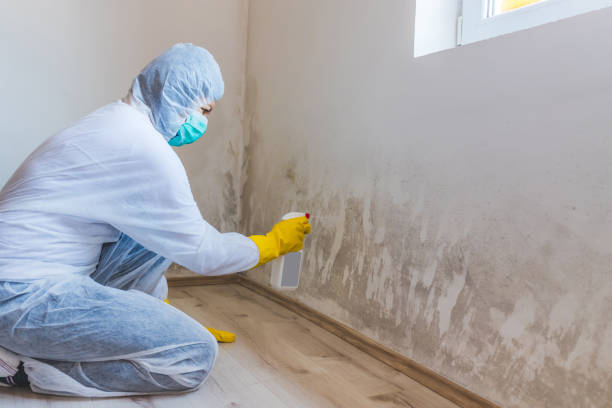 Licensed Basement Mold Remediation service in Franklin, TX - 24 Hour Mold Removal