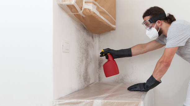 Professional Basement Mold Remediation technician working in Franklin, TX