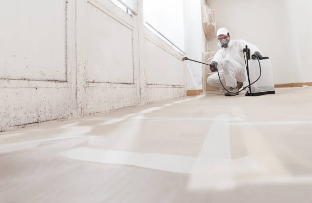 24/7 Emergency Basement Mold Remediation experts in Franklin, TX