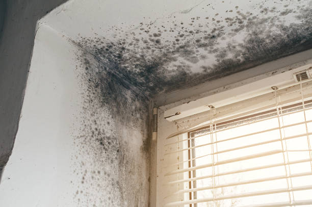 Affordable Basement Mold Remediation solutions in Franklin, TX